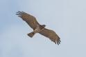 IMG_6142 Short-toed Eagle.JPG